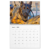 “DO NOT PET” - US Military Working Dogs Calendar カレンダー (3月 2026)