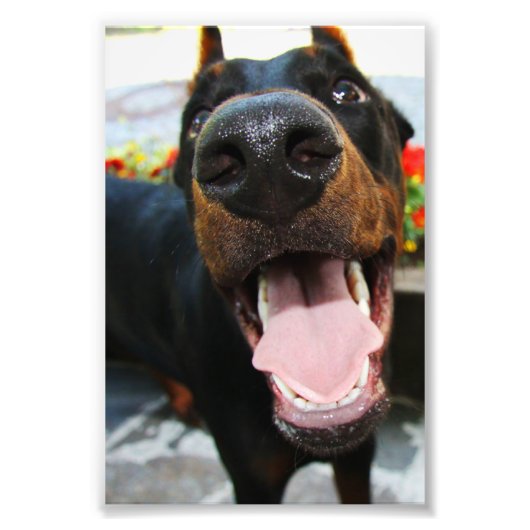 Dobermanの写真 フォトプリント (正面)