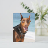 Doberman – 赤 – 骨に悪い ポストカード (スタンド正面)