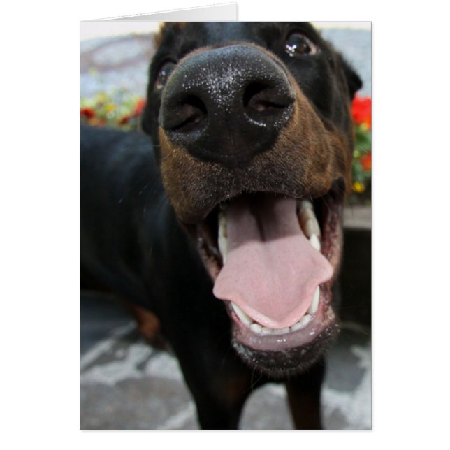 doberman close up.png (正面)