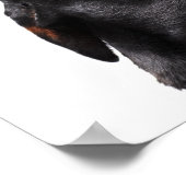Doberman howling, close-up ポスター (角)