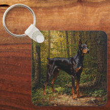 Doberman Pinscher