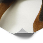 Doberman Pinscher 2 ポスター (角)