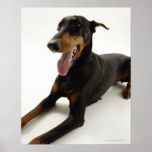 Doberman Pinscher 2 ポスター (正面)