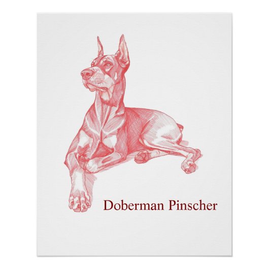 Doberman Pinscher Pencil Drawing Portrait Poster ポスター (正面)