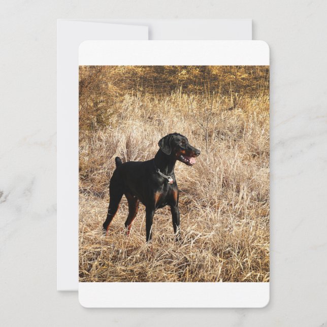 Dobermann_Bruno.png (正面)