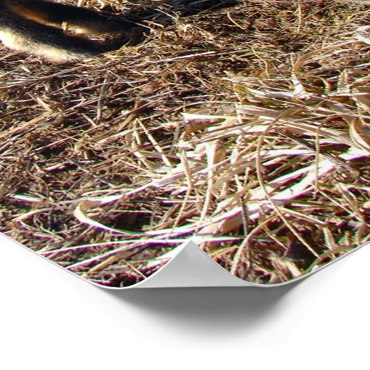 Dobie ポスター (角)