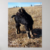 Dobie ポスター (正面)