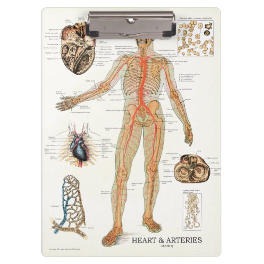 Doctors Officeハート構造クリップボード クリップボード (正面)