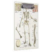 Doctors Office Skeleton Anatomy Clipboard クリップボード (右)