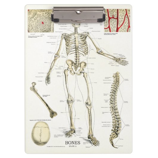 Doctors Office Skeleton Anatomy Clipboard クリップボード (正面)