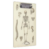 Doctors Office Skeleton Anatomy Clipboard クリップボード (右)