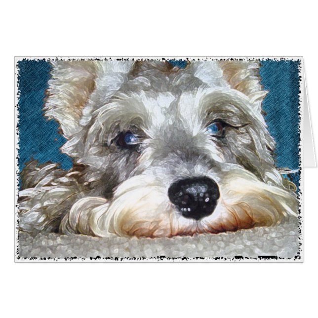 DOD: かわいい小型ドイツのシュナウツァーそう (正面横)