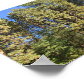 DoeとFawn Yosemiteカラー写真 ポスター (角)