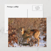 Doe – ミシガンワイルドライフポストカード ポストカード (正面/裏面)