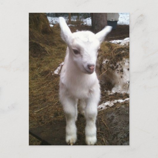 Doelingポストカードの最小値 ポストカード (正面)