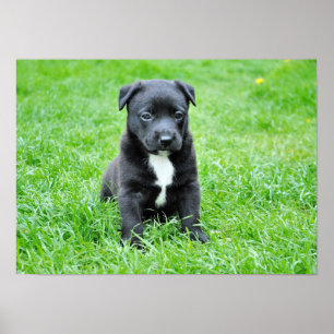 dog-280332 YOUNG DOG BLACK PUPPY ADORABLE PETS GRE ポスター
