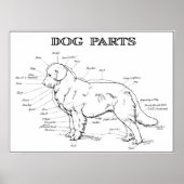 DOG ANATOMY 1919 ポスター (正面)