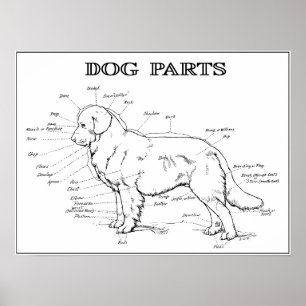 DOG ANATOMY 1919 ポスター