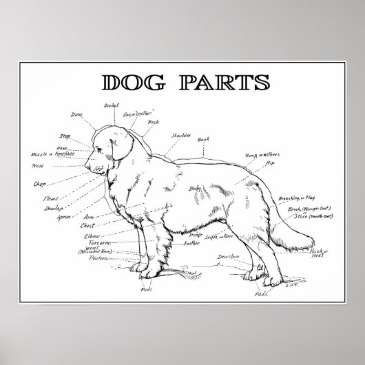 DOG ANATOMY 1919 ポスター (正面)