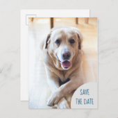 Dog Announcing Save The Date 結婚's Photo 案内ポストカード (正面/裏面)