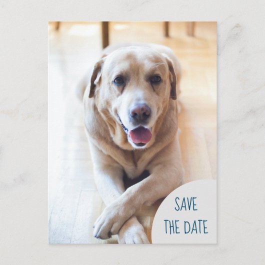 Dog Announcing Save The Date 結婚's Photo 案内ポストカード (正面)