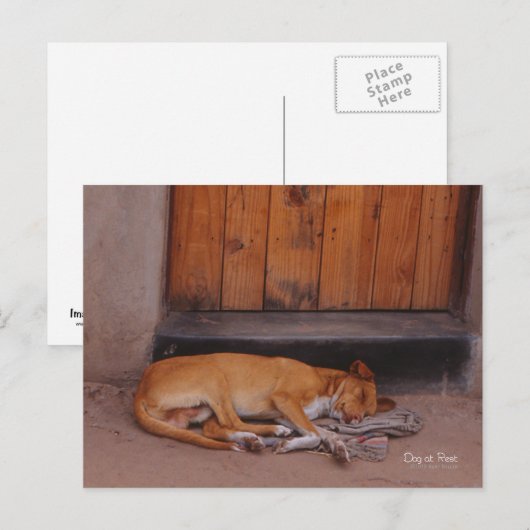 Dog at Restはがき ポストカード (正面/裏面)