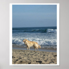 Dog At The Beach ポスター