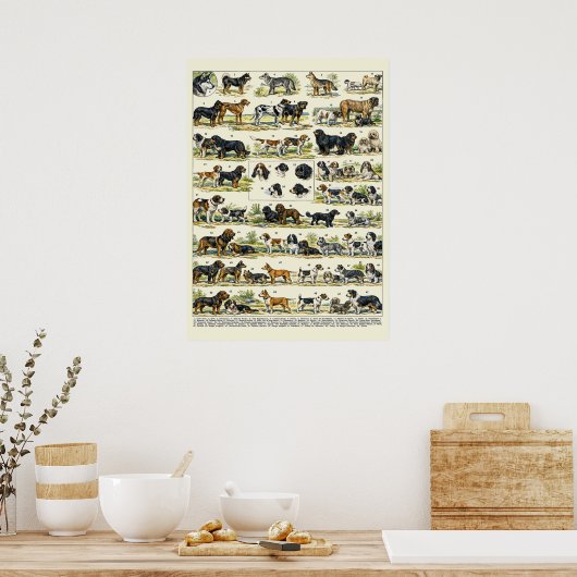 Dog Breeds color Illustrations ポスター (キッチン)