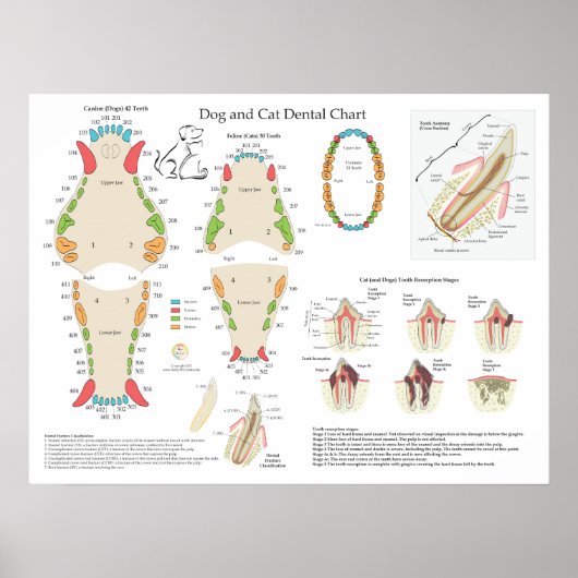 Dog Cat Veterinary Dental Chart ポスター (正面)