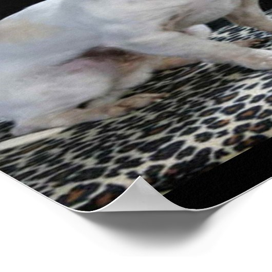 Dog Chihuahua Diva Print ポスター (角)