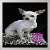 Dog Chihuahua Diva Print ポスター (正面)