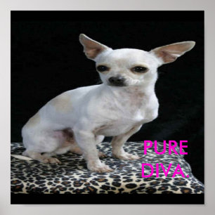 Dog Chihuahua Diva Print ポスター