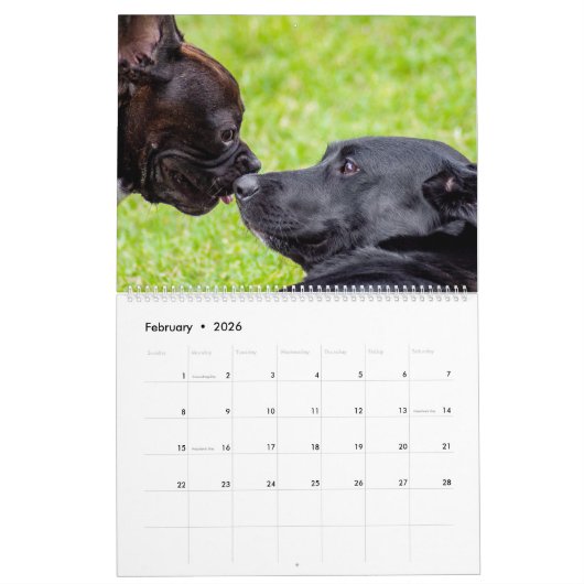 Dog Friends Wall Calendar 2026 Animals カレンダー (2月 2026)