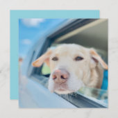 Dog Hanging Out Car Window Sunny Day Flat Card (正面/裏面)