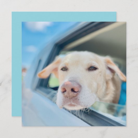 Dog Hanging Out Car Window Sunny Day Flat Card (正面/裏面)