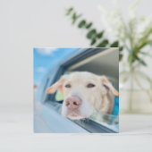 Dog Hanging Out Car Window Sunny Day Flat Card (スタンド正面)