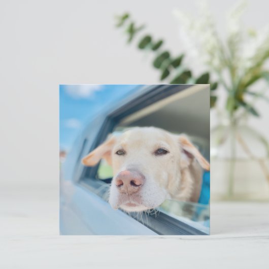 Dog Hanging Out Car Window Sunny Day Flat Card (スタンド正面)