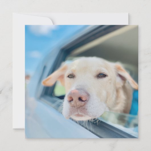 Dog Hanging Out Car Window Sunny Day Flat Card (正面)