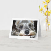 DOG: Mini German Schnauzer w/Love カード (黄色い花)