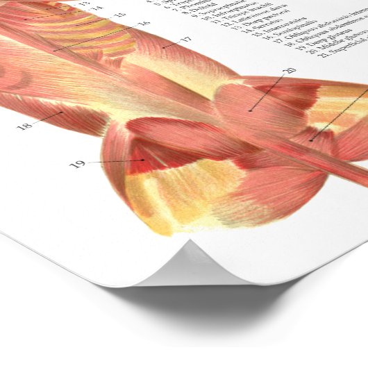 Dog Muscles Arteries Anatomy Chart ポスター (角)