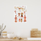 Dog Muscles Arteries Anatomy Chart ポスター (キッチン)