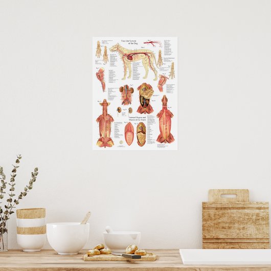 Dog Muscles Arteries Anatomy Chart ポスター (キッチン)