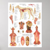 Dog Muscles Arteries Anatomy Chart ポスター (正面)