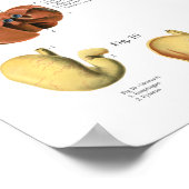 Dog Muscles Internal Anatomy Chart ポスター (角)
