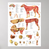 Dog Muscles Internal Anatomy Chart ポスター (正面)