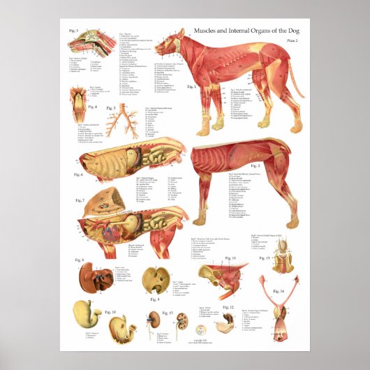 Dog Muscles Internal Anatomy Chart ポスター (正面)