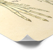 Dog Nervous System Nerve Anatomy Chart ポスター (角)