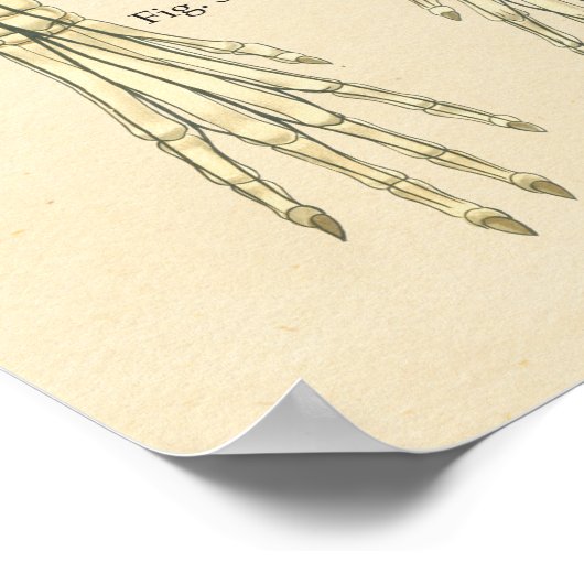 Dog Nervous System Nerve Anatomy Chart ポスター (角)