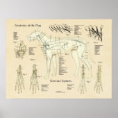 Dog Nervous System Nerve Anatomy Chart ポスター (正面)